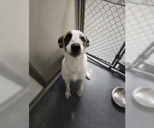 Lab-Pointer Dogs for adoption in Glen Allen, VA, USA