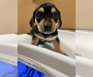 Chihuahua-Unknown Mix Dogs for adoption in Riverside, CA, USA
