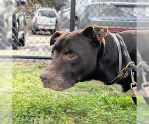Labrador Retriever-Unknown Mix Dogs for adoption in Houston, TX, USA