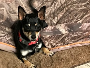 Chihuahua Dogs for adoption in San Jose, CA, USA