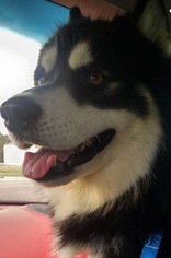 Alaskan Husky Dogs for adoption in Christiana, TN, USA