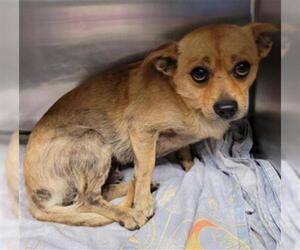 Chiweenie Dogs for adoption in Waco, TX, USA