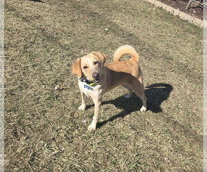 Collie-Labrador Retriever Mix Dogs for adoption in Springdale, PA, USA