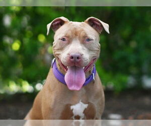 American Pit Bull Terrier-Unknown Mix Dogs for adoption in Tavares, FL, USA