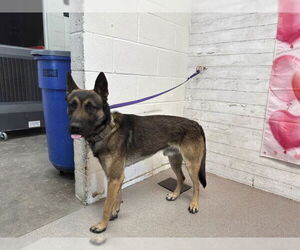 Mutt Dogs for adoption in San Bernardino, CA, USA