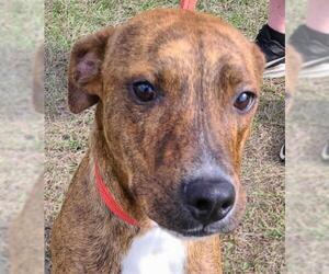 Mountain Cur-Unknown Mix Dogs for adoption in Canton, CT, USA