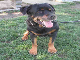 Rottweiler Dogs for adoption in Oakdale, CA, USA