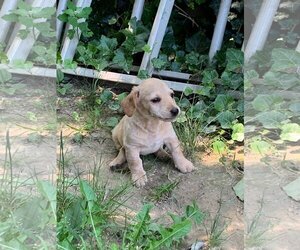 Dachshund-Red Heeler Mix Dogs for adoption in Staunton, VA, USA