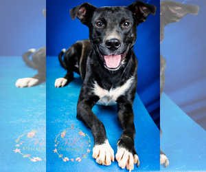 Labrador Retriever-Unknown Mix Dogs for adoption in Tupelo, MS, USA