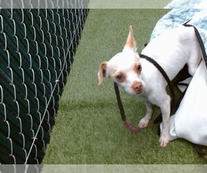 Chihuahua Dogs for adoption in Downey, CA, USA