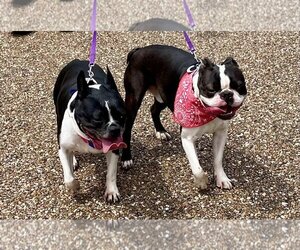 Boston Terrier Dogs for adoption in Texarkana, TX, USA