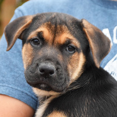 Labrador Retriever Dogs for adoption in Huntley, IL, USA