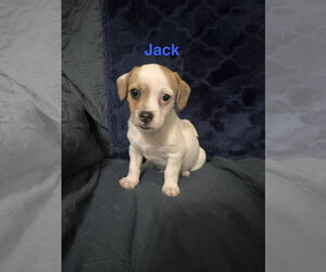 Jack Russell Terrier-Unknown Mix Dogs for adoption in Ball Ground, GA, USA
