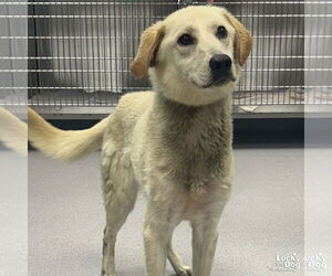 Golden Retriever-Retriever Mix Dogs for adoption in Washington, DC, USA