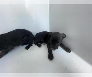 Mutt Dogs for adoption in Houston, TX, USA