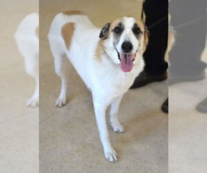 Mutt Dogs for adoption in Germanton, TN, USA