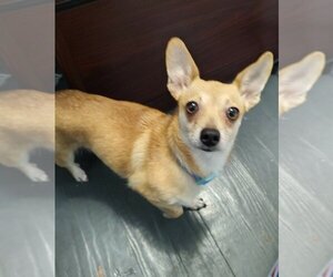 Chihuahua Dogs for adoption in Mooresville, NC, USA
