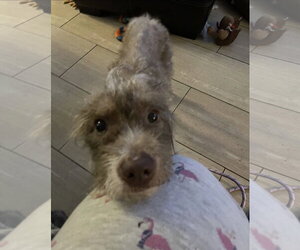 Mutt Dogs for adoption in Germantown, OH, USA