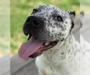 American Pit Bull Terrier-Unknown Mix Dogs for adoption in Tulsa, OK, USA