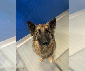 German Shepherd Dog-Unknown Mix Dogs for adoption in Visalia, CA, USA