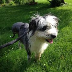 Small Bearded Collie Mix