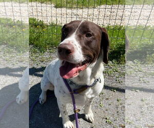 Pointer-Unknown Mix Dogs for adoption in Jackson , NJ, USA