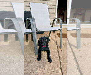 Shepradors Dogs for adoption in Evansville, IN, USA