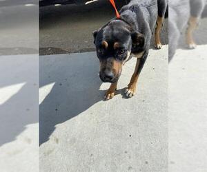 Rottweiler Dogs for adoption in Bakersfield, CA, USA