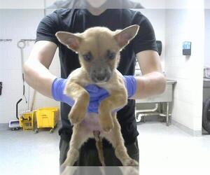 American Pit Bull Terrier-Unknown Mix Dogs for adoption in Pasadena, TX, USA