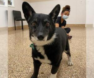 Pembroke Welsh Corgi Dogs for adoption in Tempe, AZ, USA