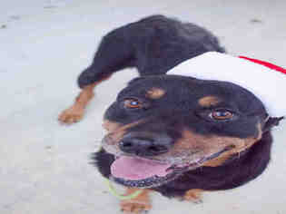 Rottweiler Dogs for adoption in Supply, NC, USA