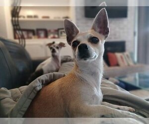 Chi-Corgi Dogs for adoption in Mustang, OK, USA