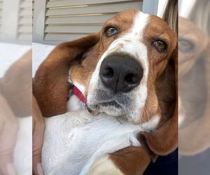 Basset Hound Dogs for adoption in Deepwater, NJ, USA