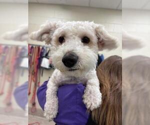 Maltipoo Dogs for adoption in Brighton, CO, USA