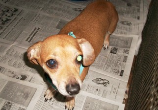 Dachshund Dogs for adoption in Perry, OK, USA