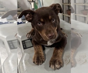 Shepradors Dogs for adoption in SHERBURNE, NY, USA