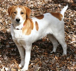 Sheprador Dogs for adoption in Benton, AR, USA