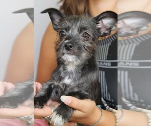 Mutt Dogs for adoption in Gulfport, MI, USA