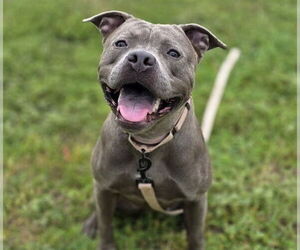 American Pit Bull Terrier Dogs for adoption in Ocala, FL, USA