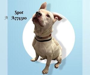 American Staffordshire Terrier-Unknown Mix Dogs for adoption in San Antonio, TX, USA
