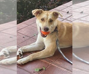 Shepradors Dogs for adoption in Rowayton, CT, USA