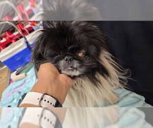 Pekingese-Unknown Mix Dogs for adoption in Riverside, CA, USA