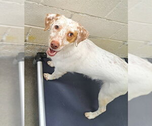 English Setter Dogs for adoption in Easton, MD, USA