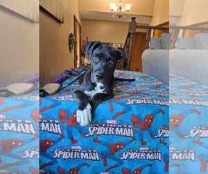 Mutt Dogs for adoption in Waterloo, IA, USA