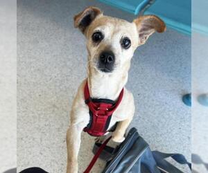 Chihuahua-Unknown Mix Dogs for adoption in Fort Lauderdale, FL, USA