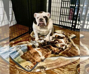 Bulldog Dogs for adoption in Dumont, NJ, USA