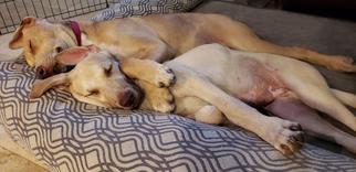 Medium Photo #1 Labrador Retriever-Unknown Mix Puppy For Sale in Dana Point, CA, USA