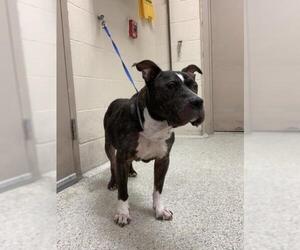 American Pit Bull Terrier Dogs for adoption in Conroe, TX, USA