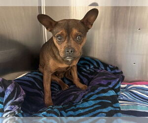 French Bulldog-Unknown Mix Dogs for adoption in Rancho Cucamonga, CA, USA