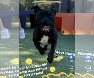 Mutt Dogs for adoption in Euless, TX, USA